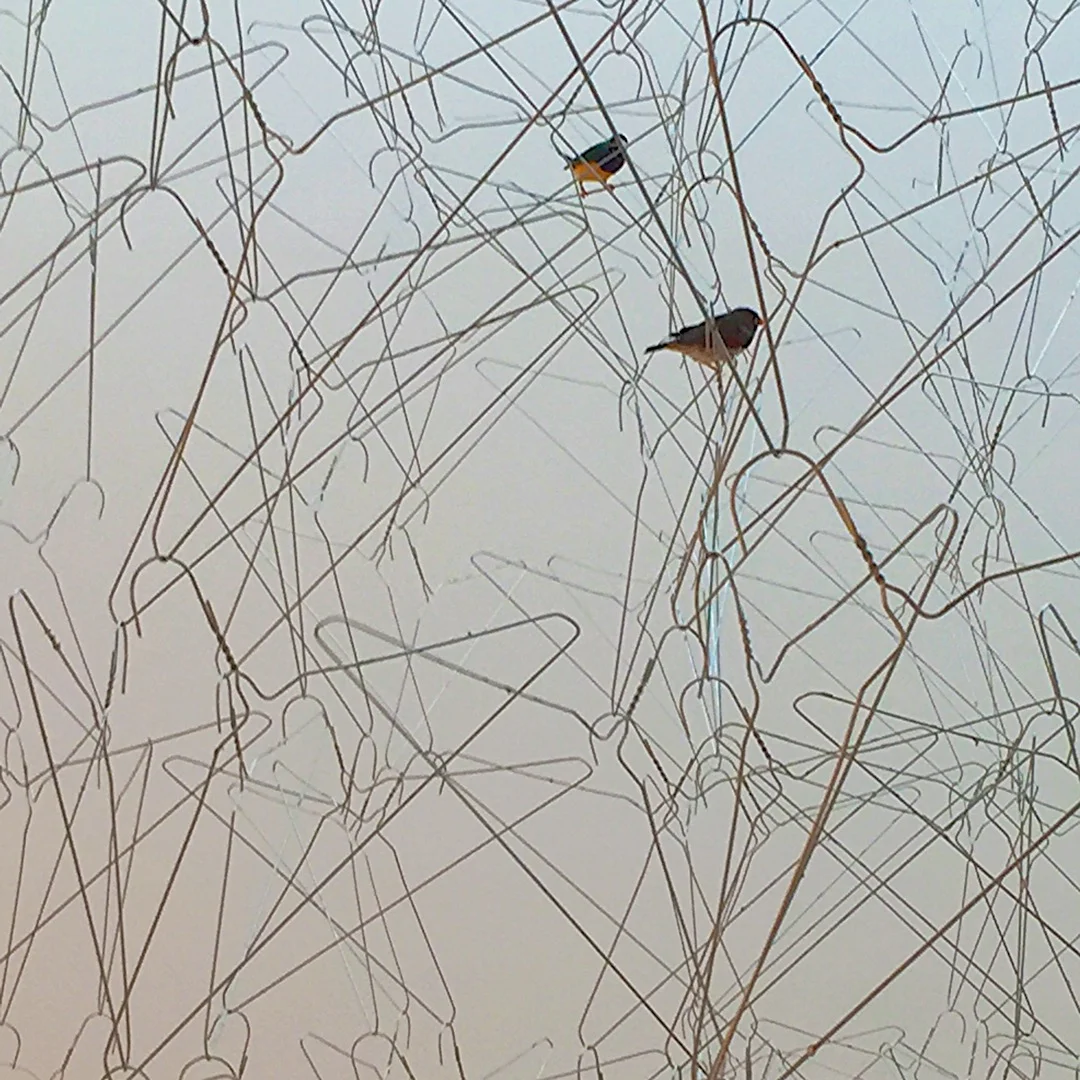 Celeste Boursier-Mougenot -From here to ear