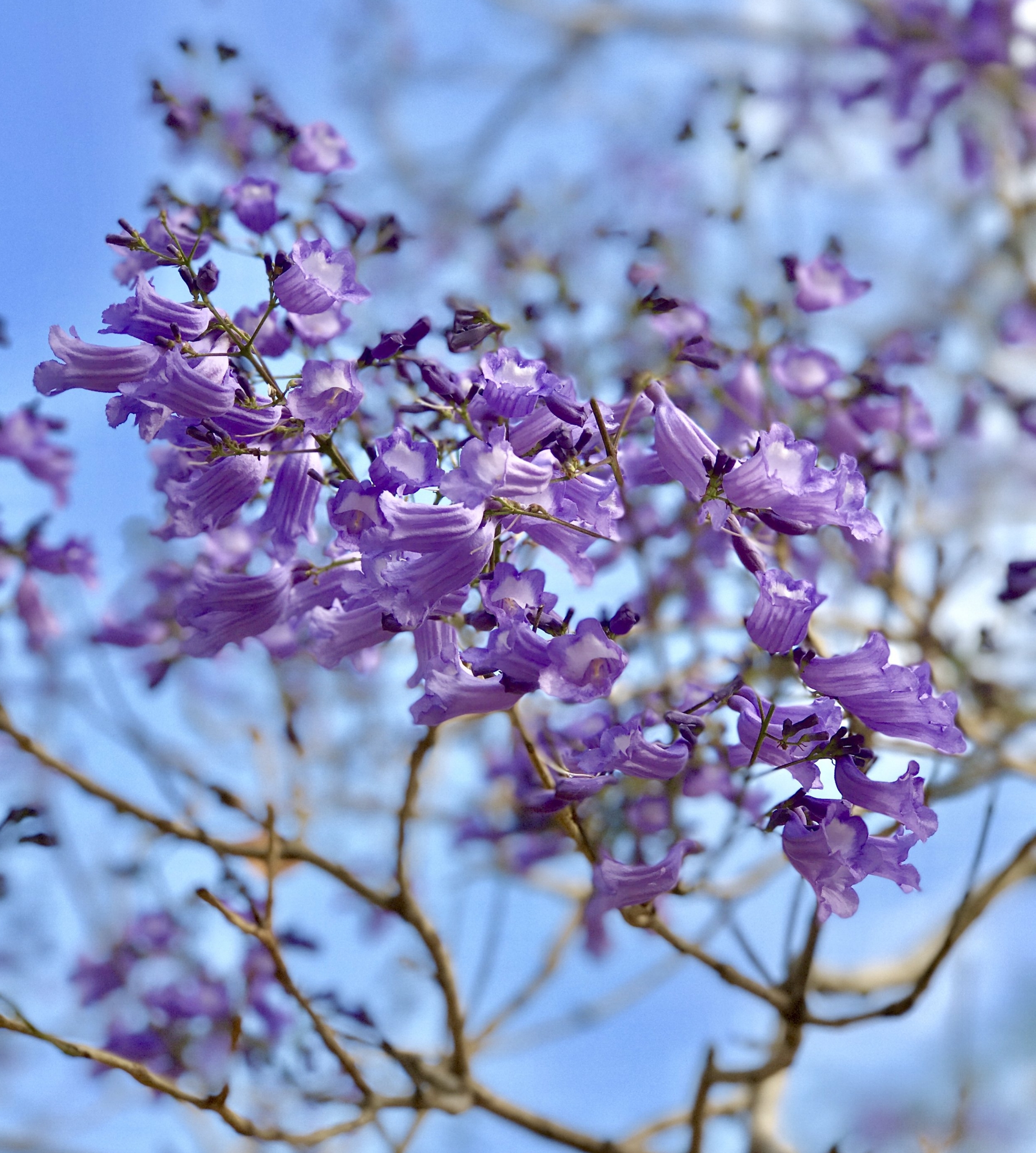 Jacaranda map of Brisbane