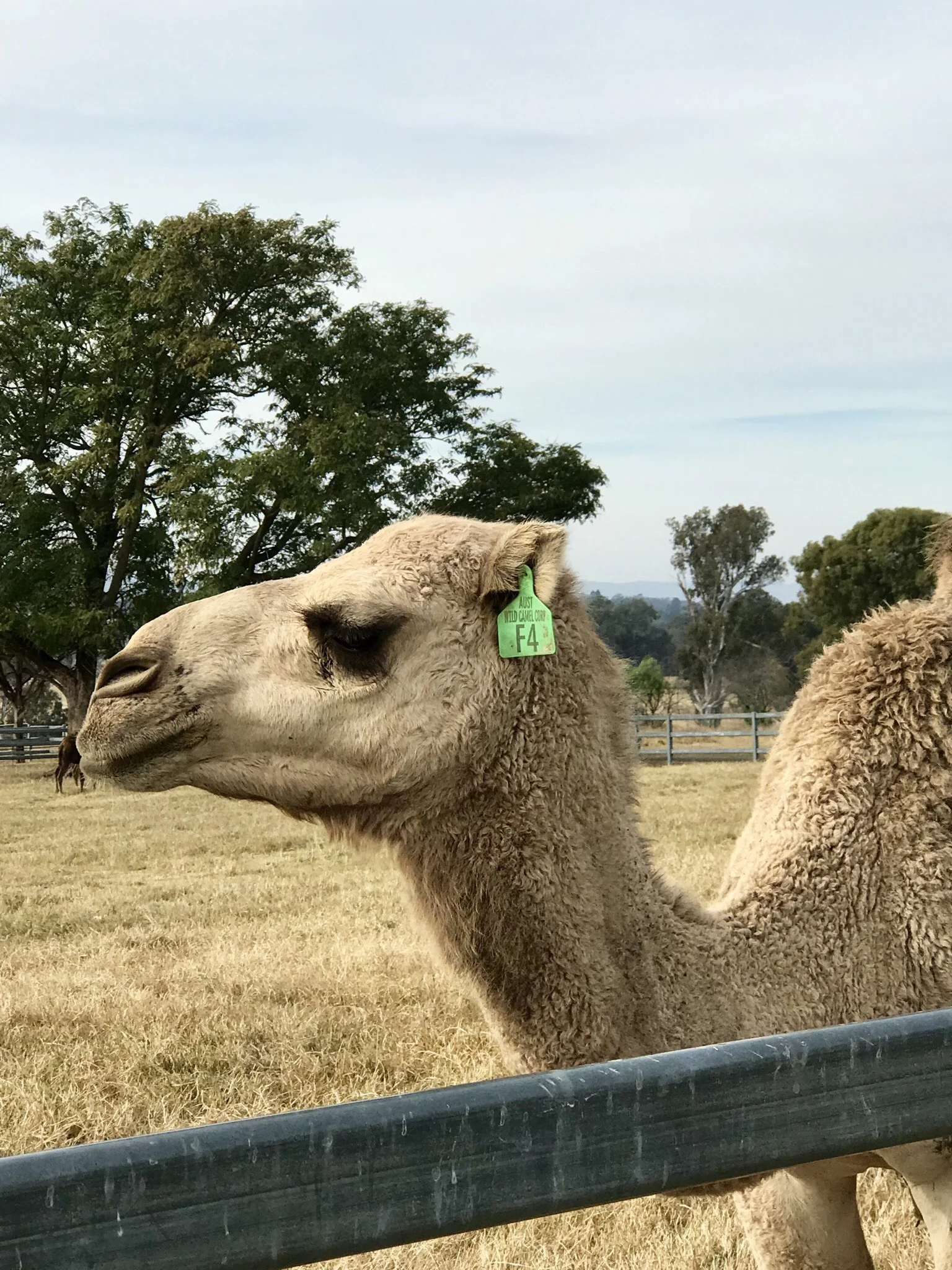 scenic rim 3.jpeg