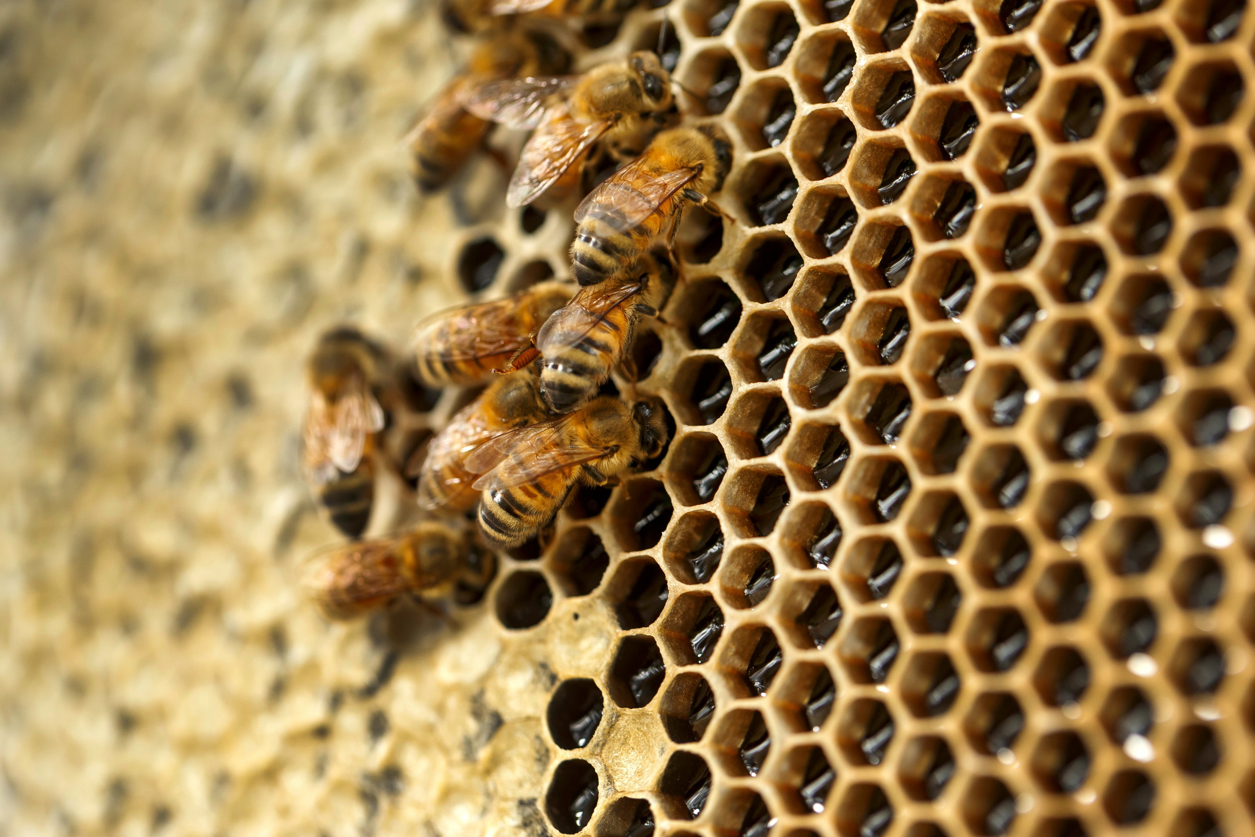  Learn about beekeeping in an urban setting with Bee One Third, Neighbourhood Honey as part of the forthcoming Parks Alive program at Roma Street Parklands. 