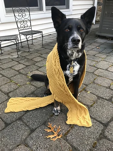 Kyle’s ( haliankcb ) dog is a very obliging model!