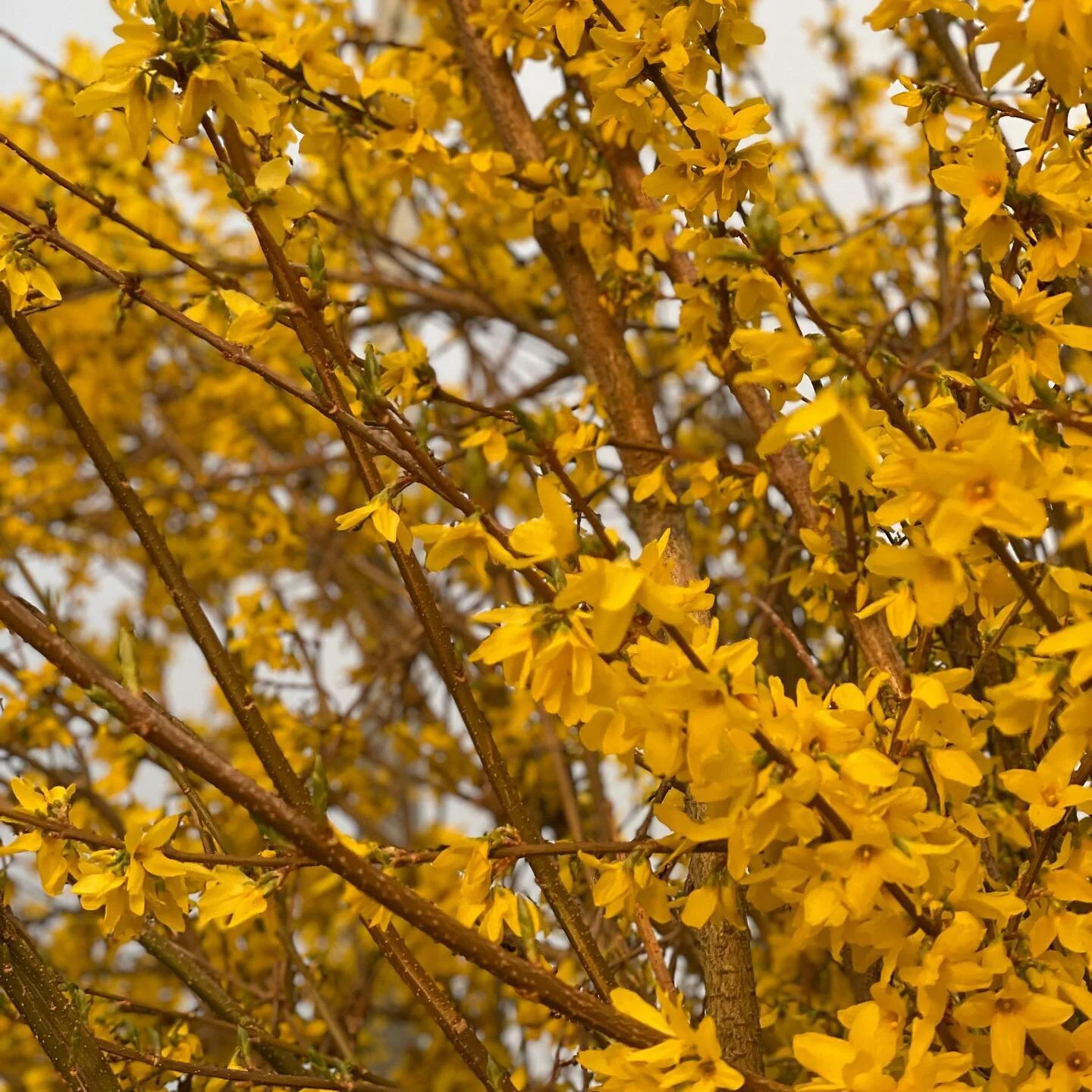 Lyset i aftes, inden stormen, p&aring; de gule forsythia. V&aring;rguld er absolut et passende k&aelig;lenavn 💛💛💛

#for&aring;r #f&oslash;rstormen #v&aring;rguld #forsythia #lightbeforethestorm #dknatur