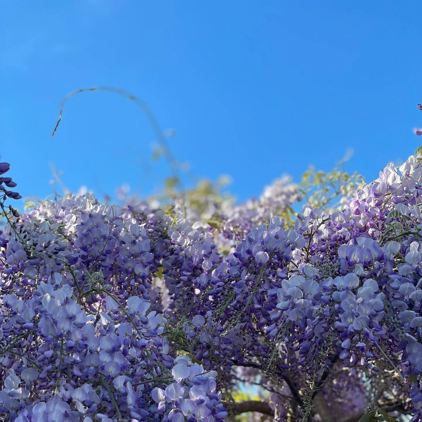 W I S T E R I A 💜💜💜

#wisteria #sommeridanmark #summertime