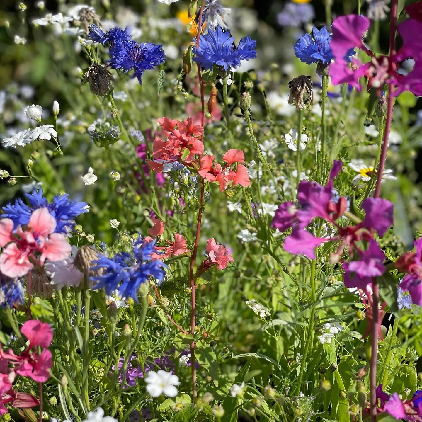 En lille blomster eng i vores have, s&aring;et med fr&oslash; fra @hotelfrederiksminde. Et sk&oslash;nt ophold og m&aring;ltid, lever videre i haven, elsker den id&eacute; og det samme g&oslash;r bier og insekter 🌸💐🌺🌹🌻🌼🌷🌿🌱

In May, we stayed