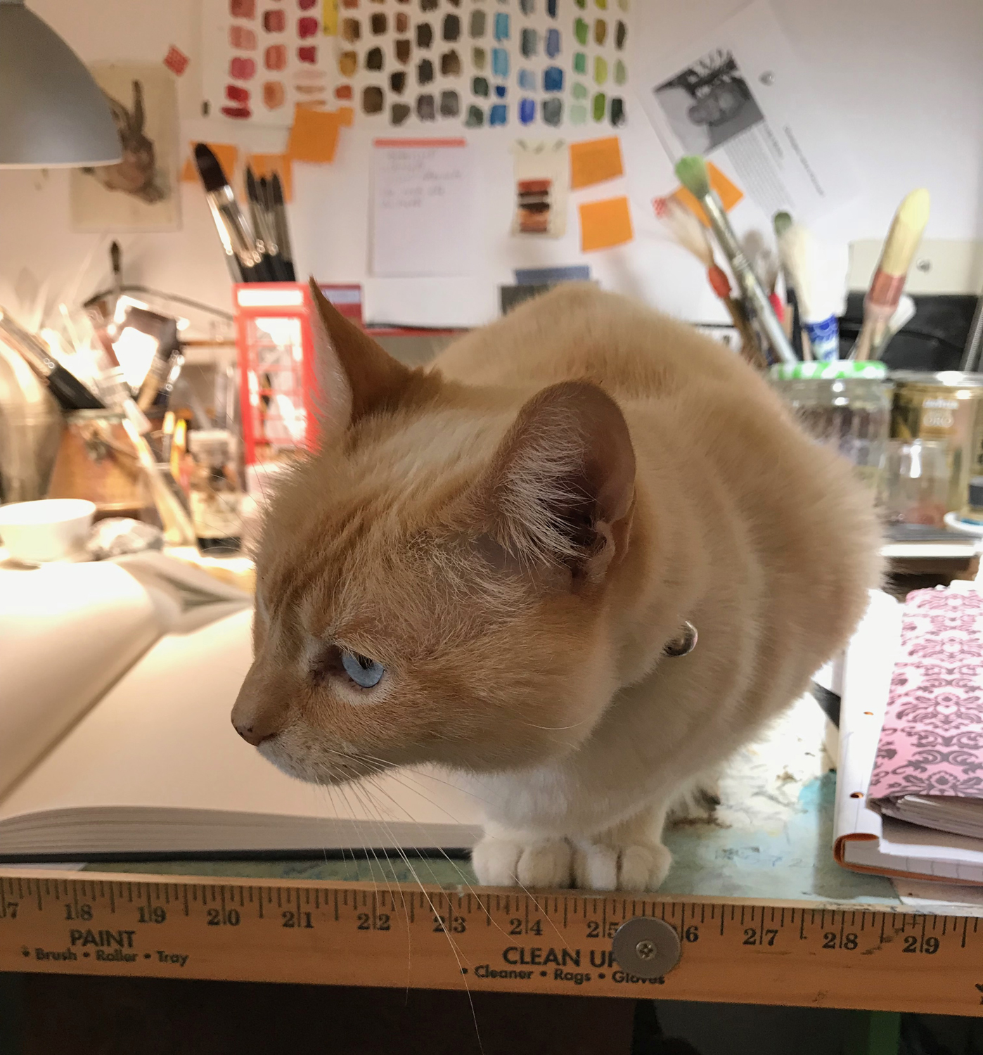 Wheezy on drafting table