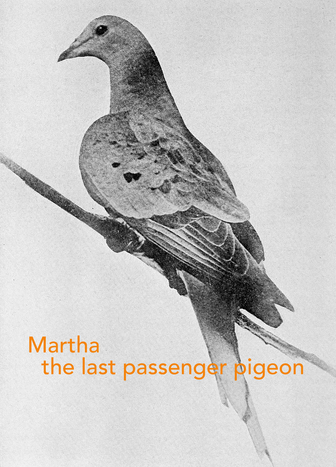 Martha_last_passenger_pigeon_1914 S.jpg