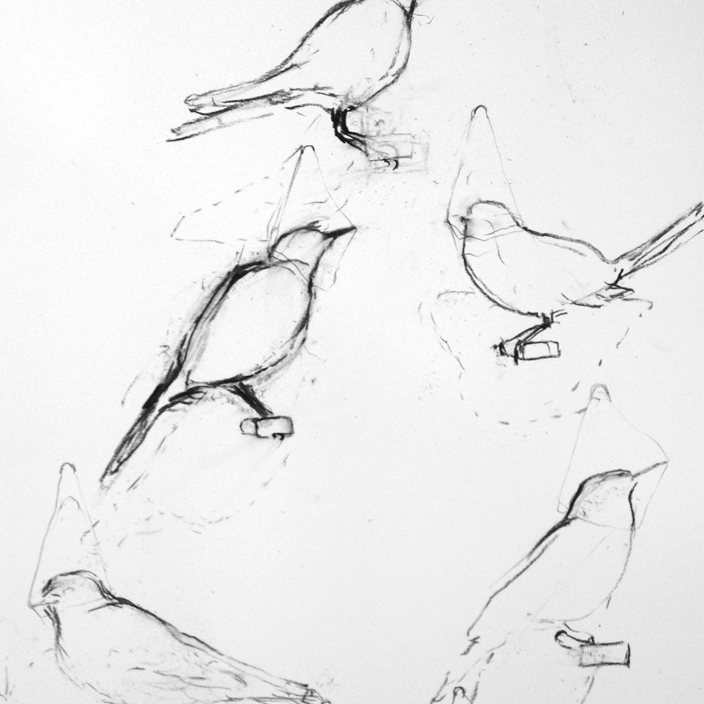 IMG_3807 Tonys birds.jpg