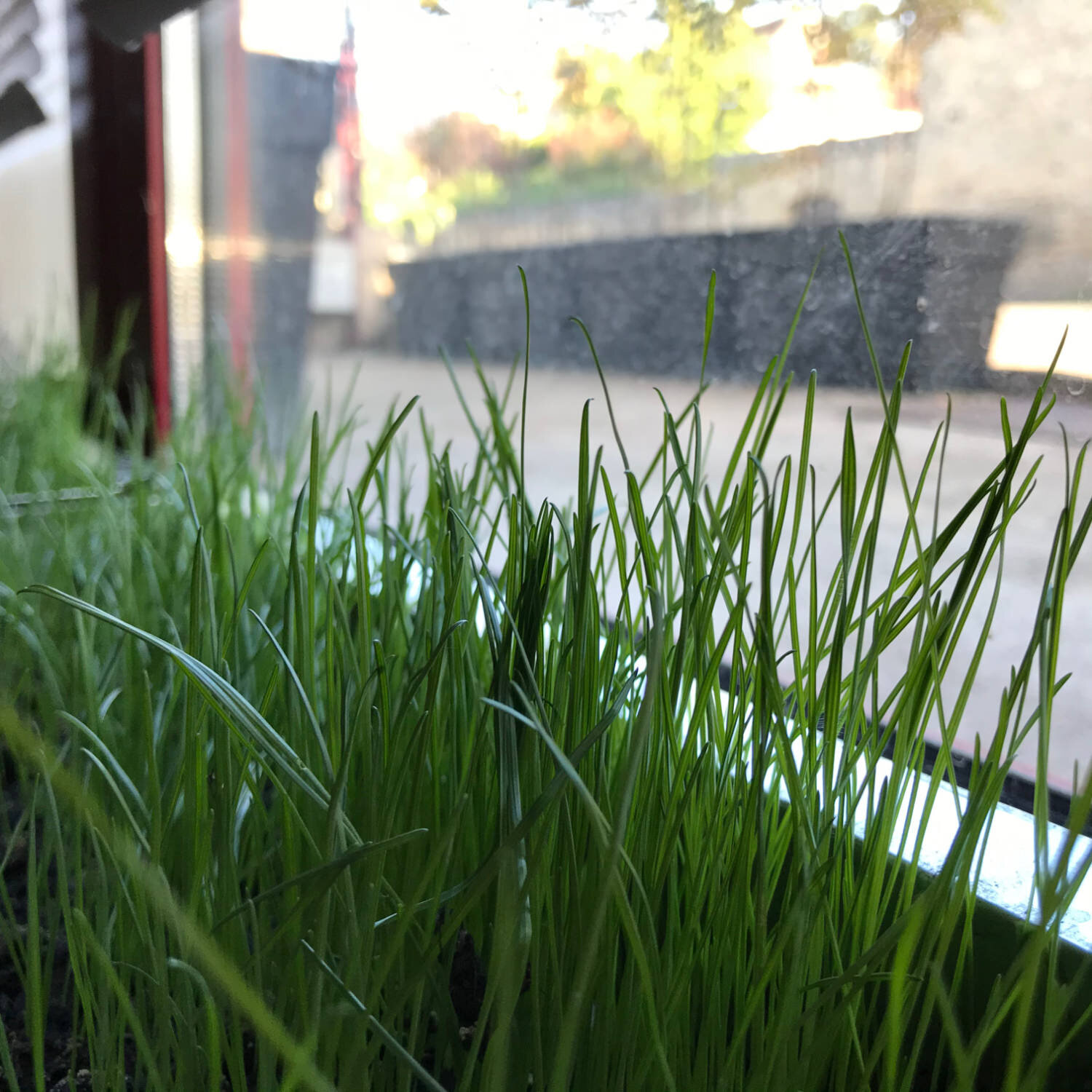 Sept 7 indoor lawns sprouted