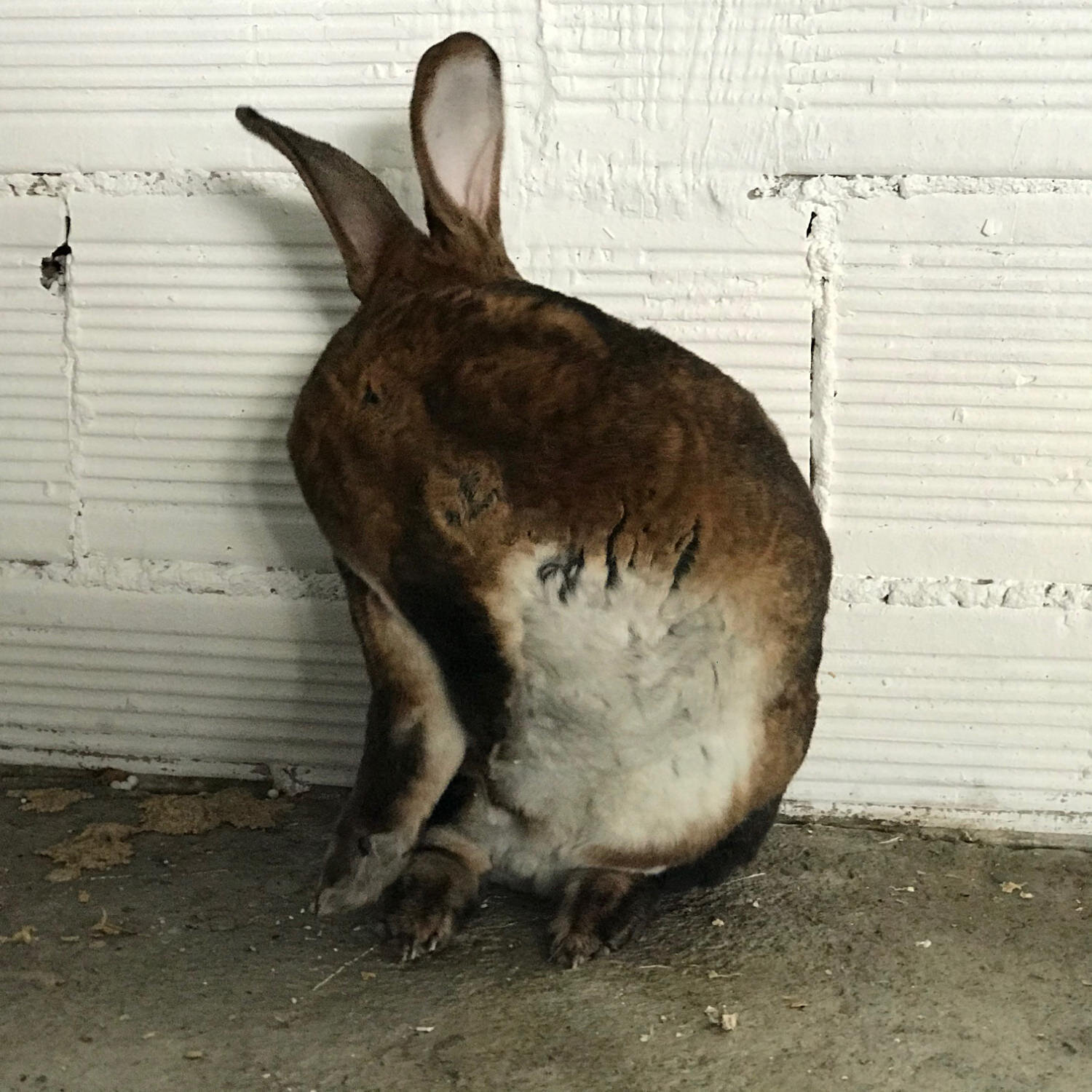 sept 20 shy rabbit