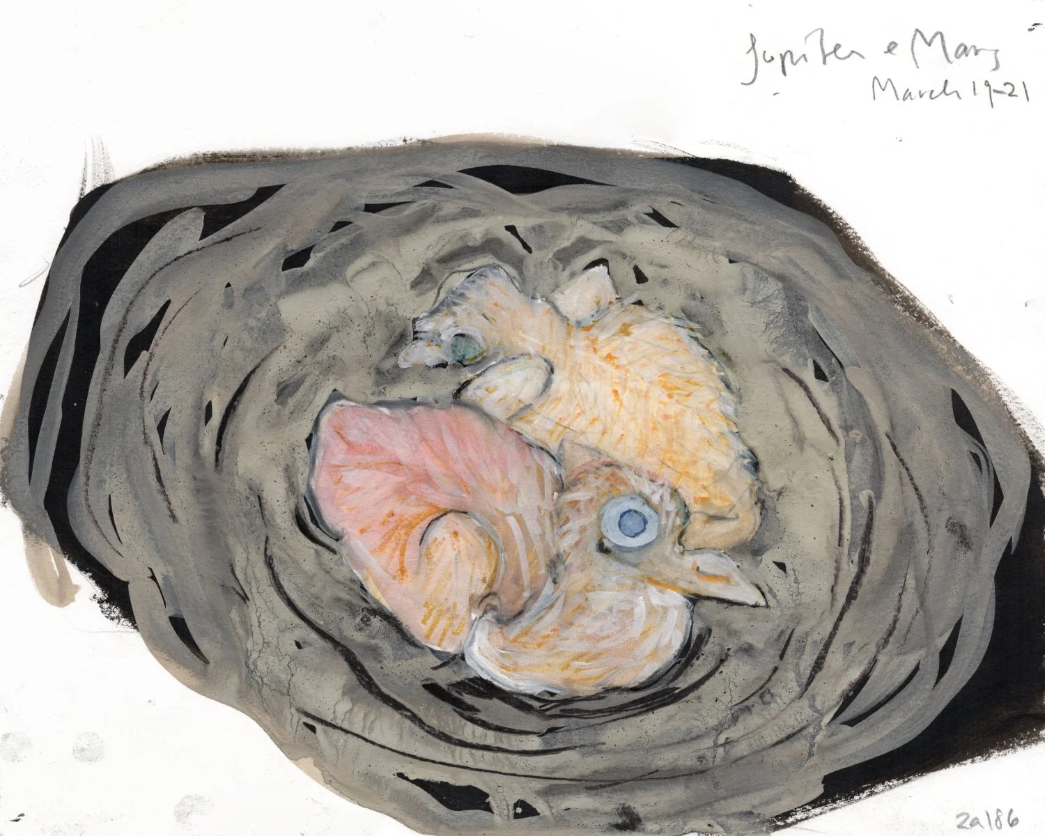 Jupiter and Mars (before eyes open) 