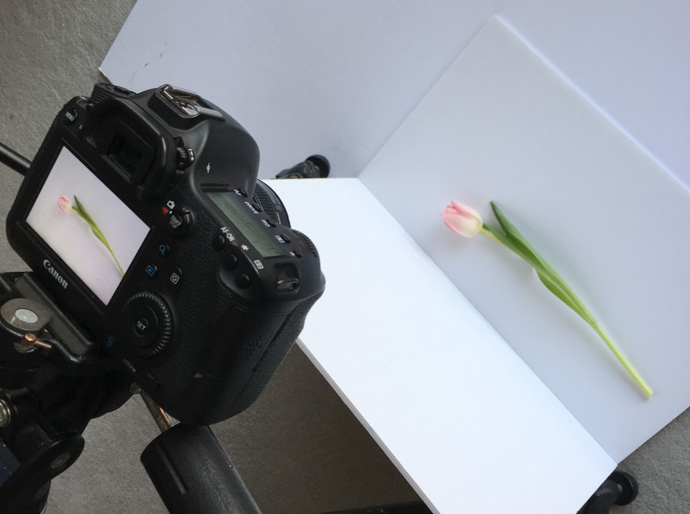The reflector needs to be closer than you think to the flower to soften the shadows