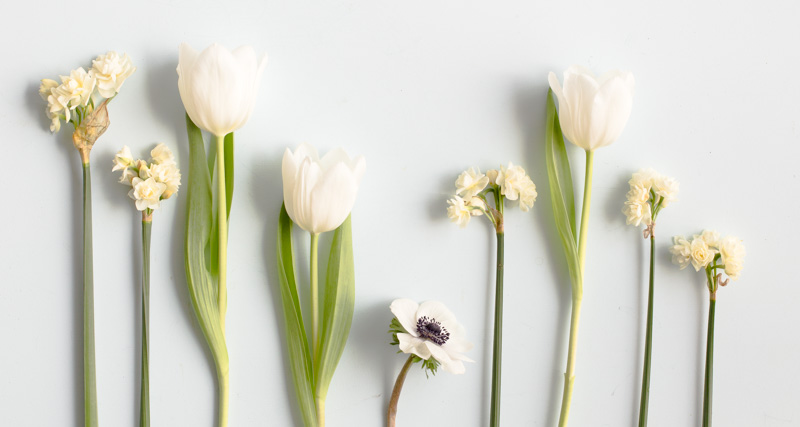 How to shoot flowers on a white background — The British Flowers Book