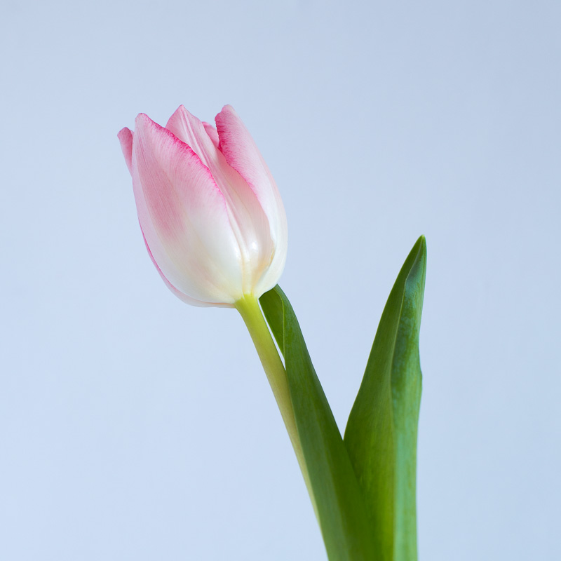 Notice how you get no shadow at all on the background using this method. You still need to use a reflector to brighten the shadows on the actual flower.