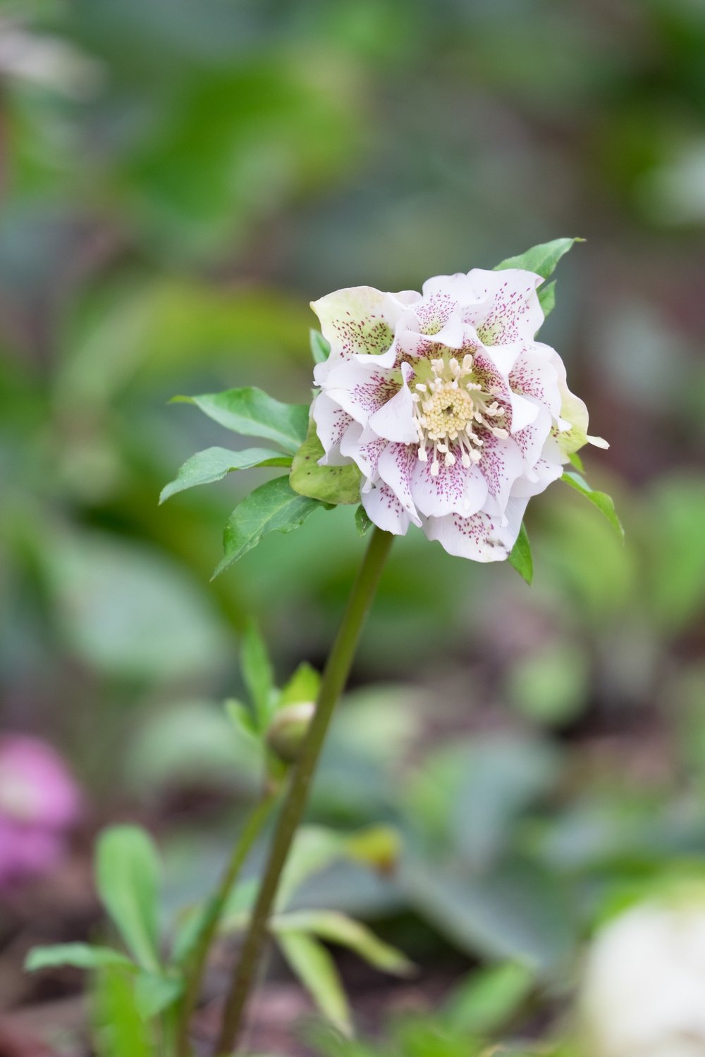 Getting the best from your Hellebores as cut flowers — The British