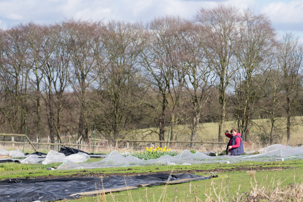 Claire hard at work. Try as I might there is just no way to make acres of black plastic look photogenic.