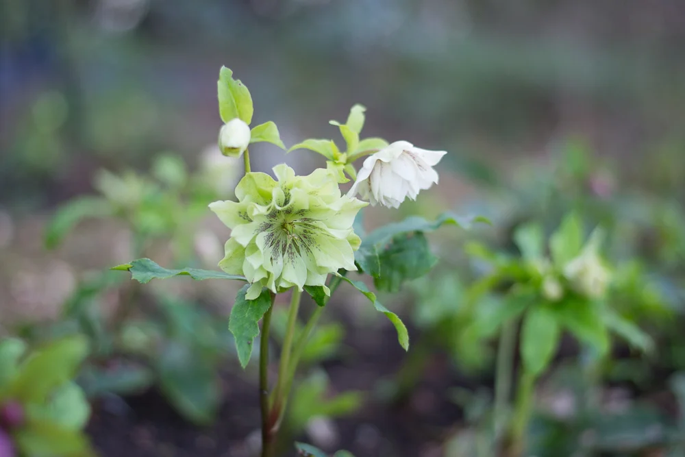 Bed of Hellebores.jpg