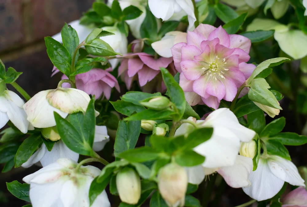 Hellebore pink in the garden.jpg