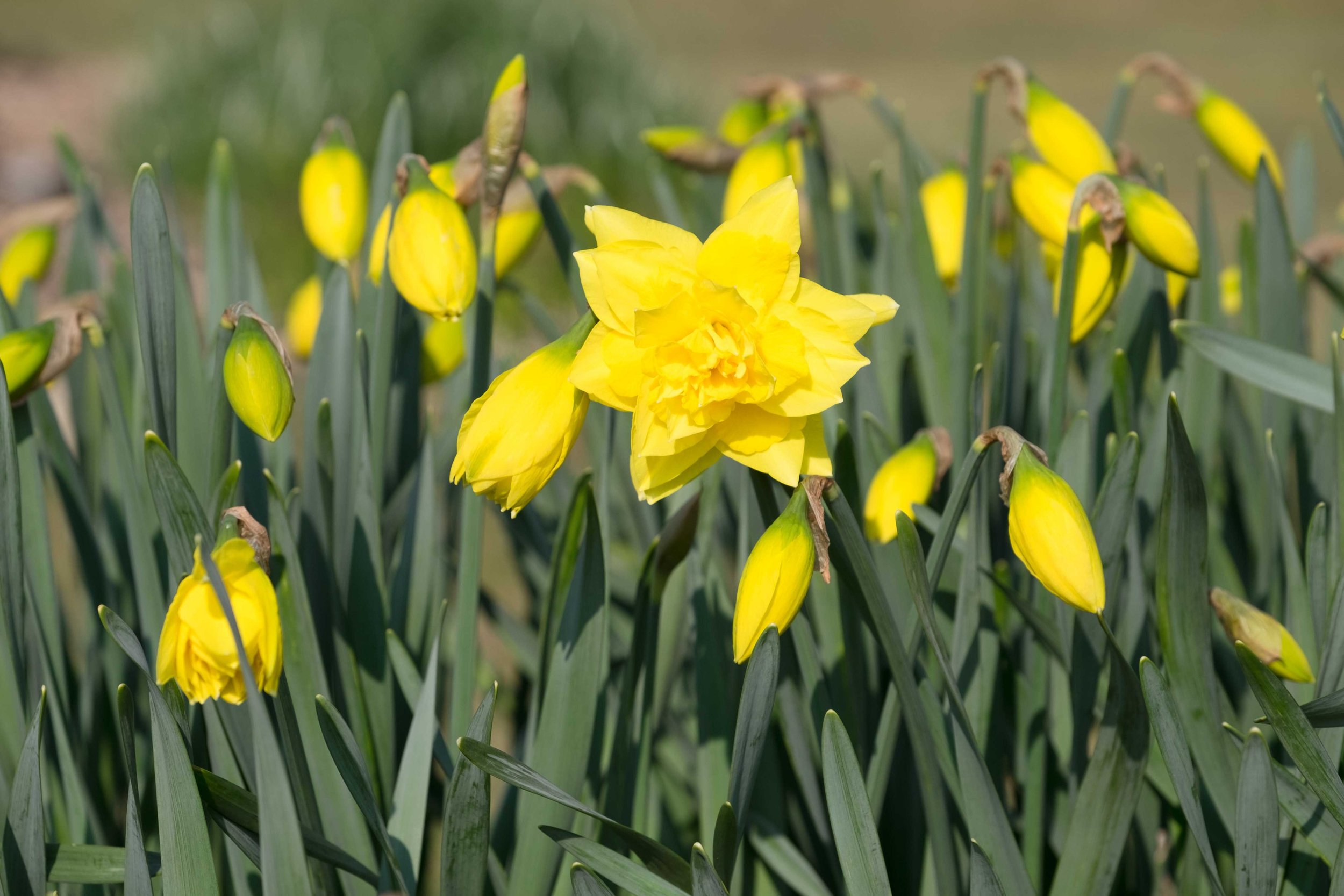 Daffodils in bloom.jpg