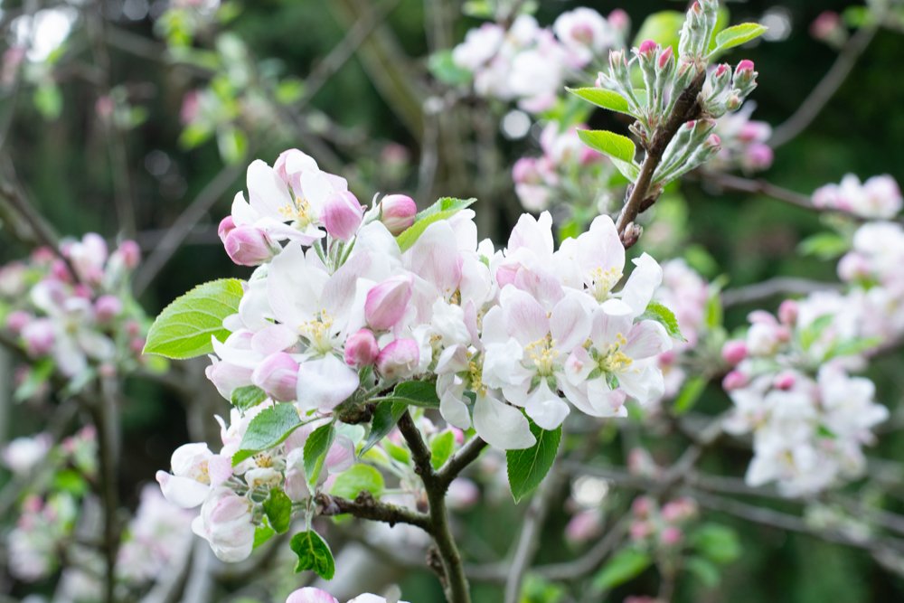 Apple blossom.jpg