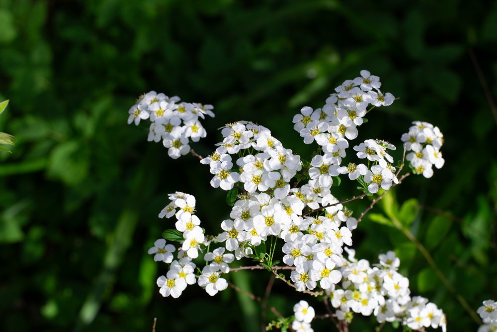 Spirea bridal wreath.jpg