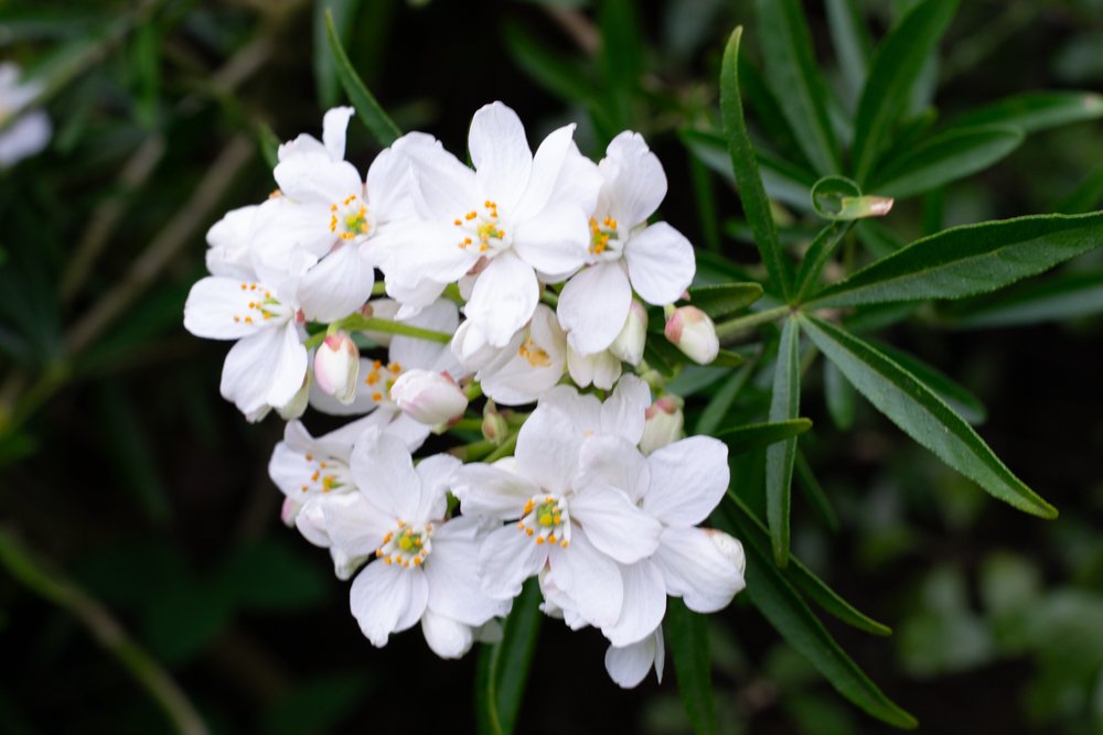 Spirea Aztec pearl.jpg