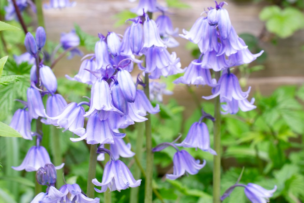 Spanish bluebells.jpg