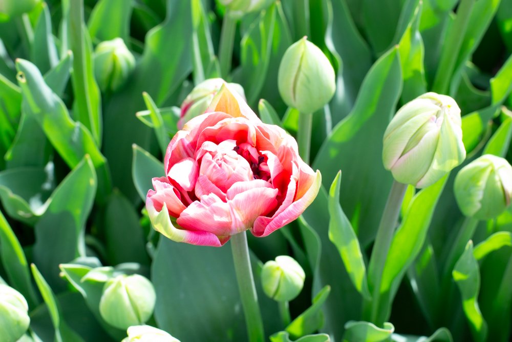 Aveyron Tulip.jpg