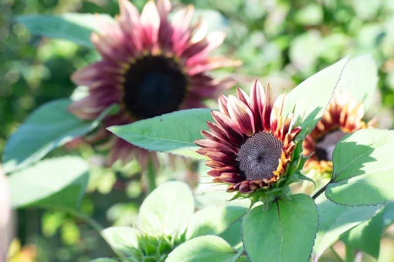 Ruby eclipse sunflower.jpg