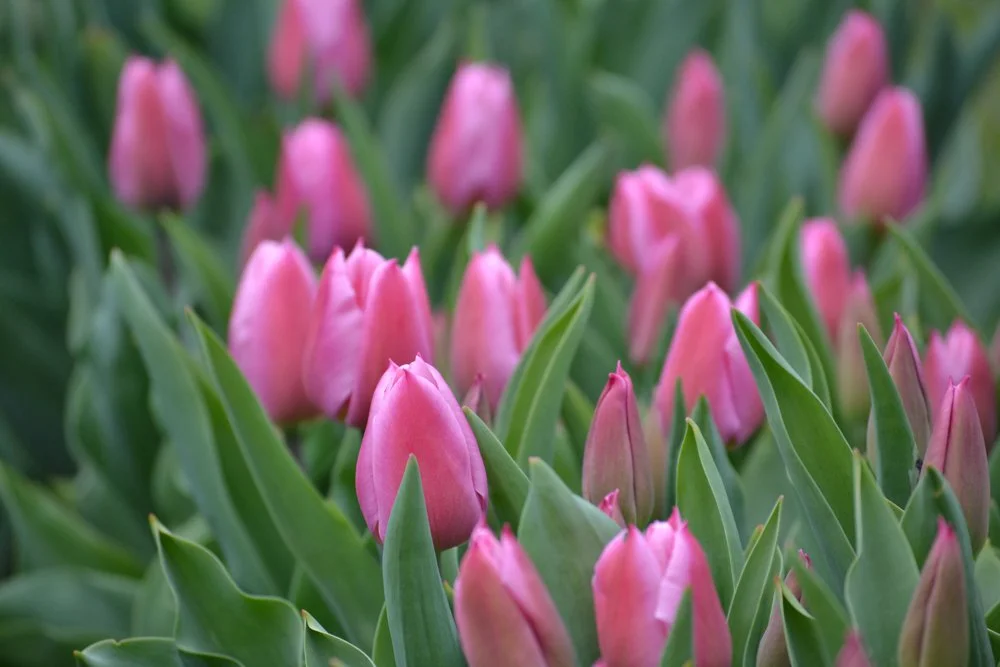 pink tulips-2.jpg