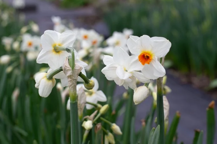 Narcissus Cragford.jpg