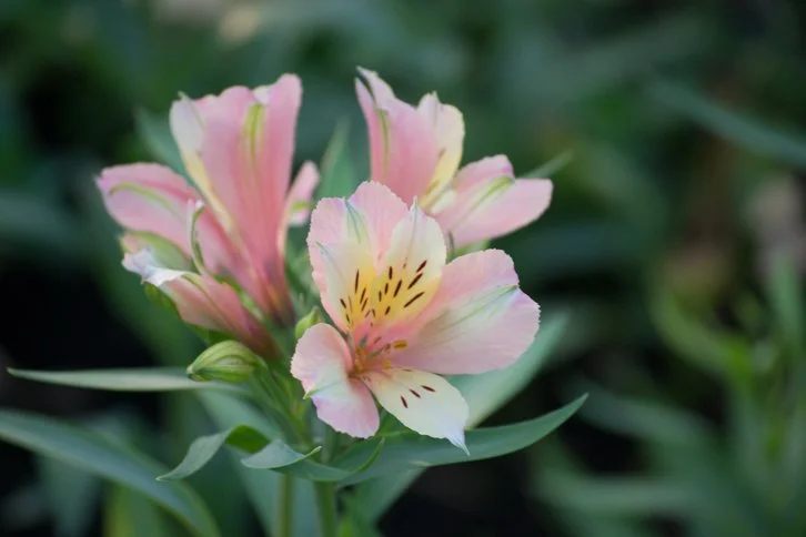 Alstroemeria.jpg