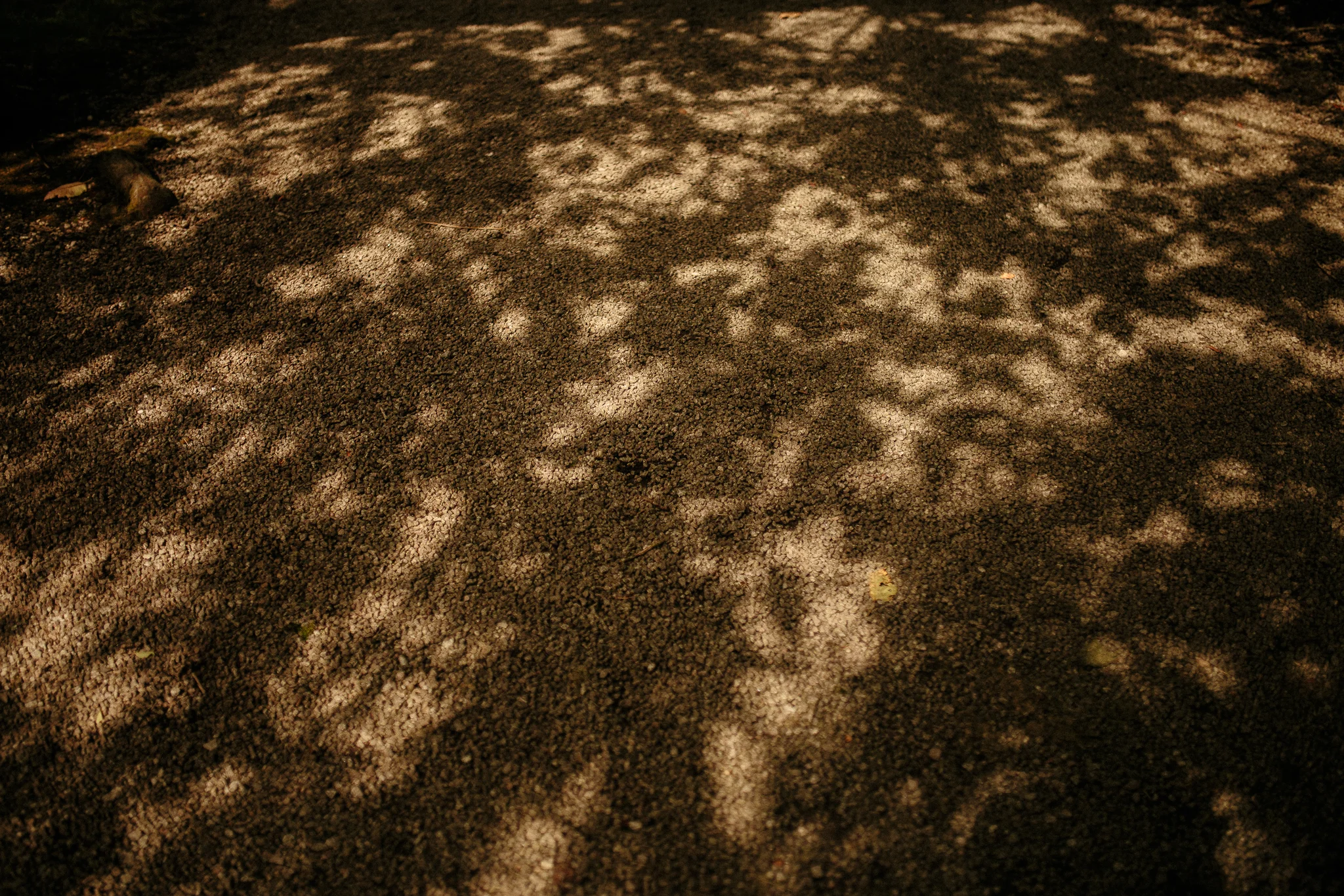 shadow - leaf shadow - shade - hot sunny weather - scotland light Emma & Alex - WeddingsbyQay (52 of 197).jpg