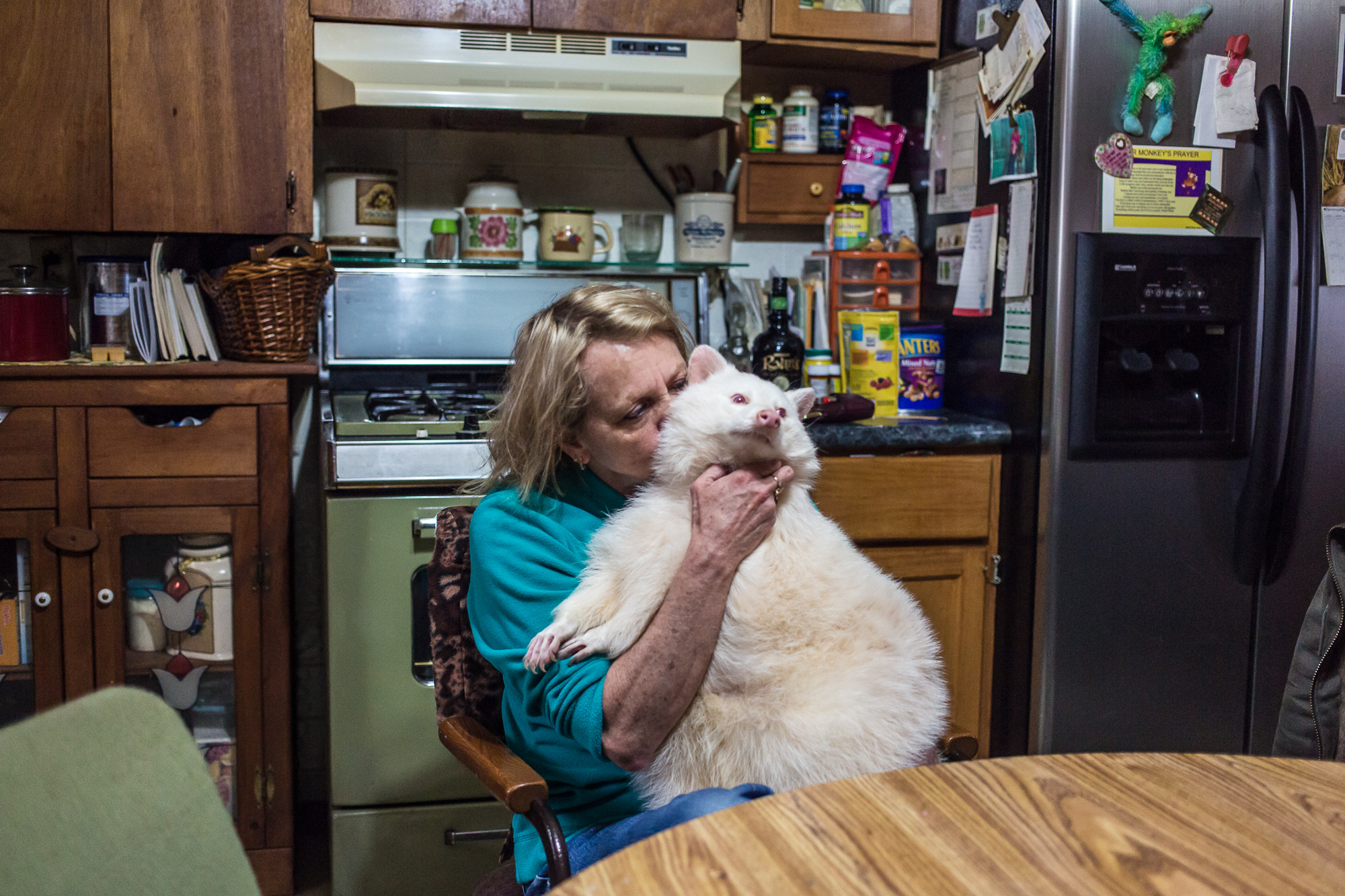  Trish Backer holds her pet albino raccoon Reba in her kitchen on Sunday, November 11, 2012 in Webster City, IA. 