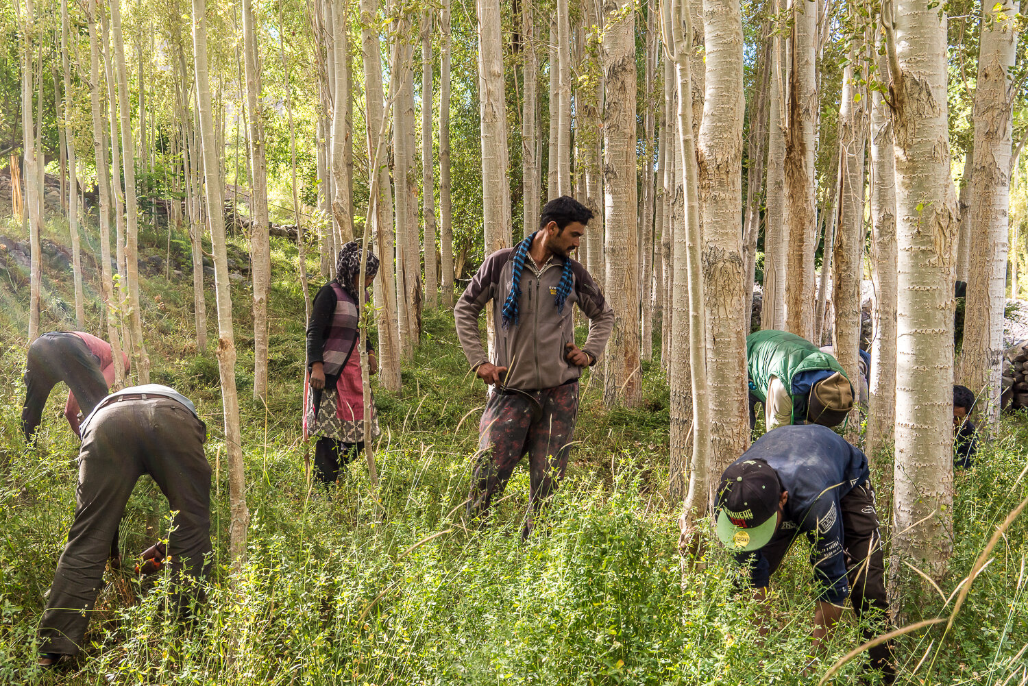  Nirmal Singh, center, and other migrant workers from northern India cut plants for winter fodder for animals in a poplar grove on Sunday, August 11, 2019 in Alchi, Ladakh, India. 