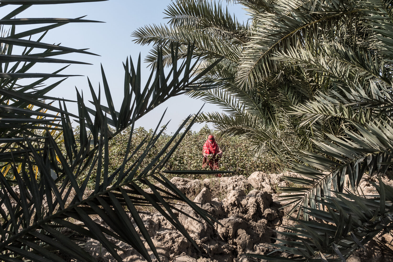  A woman harvests cotton on Sunday, November 19, 2017 in Tiba Sultanpur, Punjab, Pakistan. Cotton is a very water-intensive crop to grow, but it is a major agricultural commodity for Pakistan; the cotton and textile industries bring more than half of