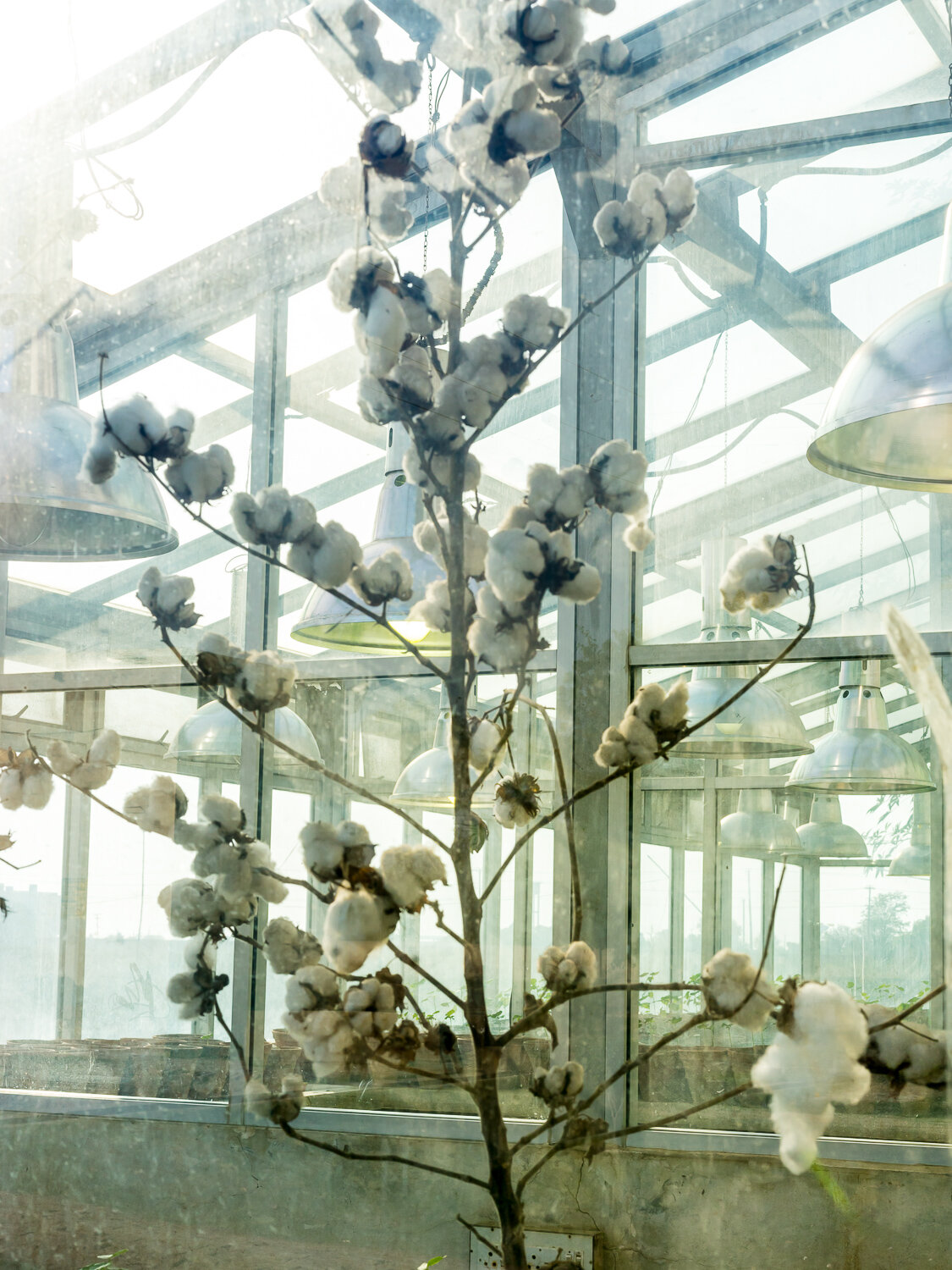  A cotton plant inside a greenhouse at the Central Cotton Research Institute on Saturday, November 18, 2017 in Multan, Punjab, Pakistan. The institute is one of several around the country where scientists are attempting to develop new cotton varietie