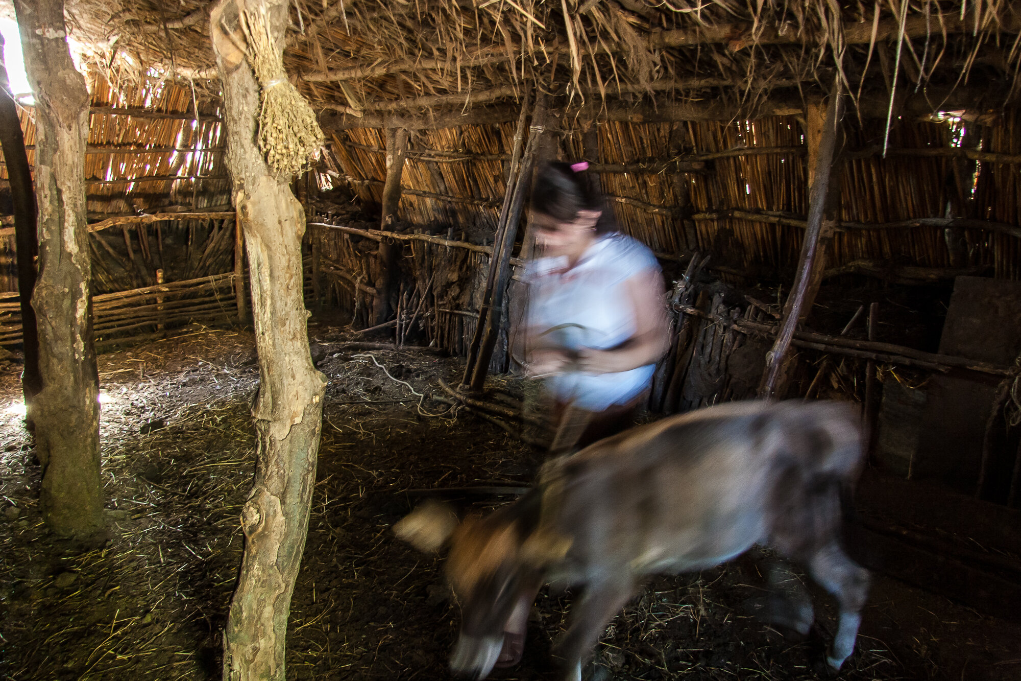  A woman with her cow in the Chalabixan camp for internally displaced people from Nagorno-Karabakh. Many IDPs and refugees used to live in cities but are forced to adopt a rural lifestyle to survive. Sheki area, Azerbaijan. 2006. 