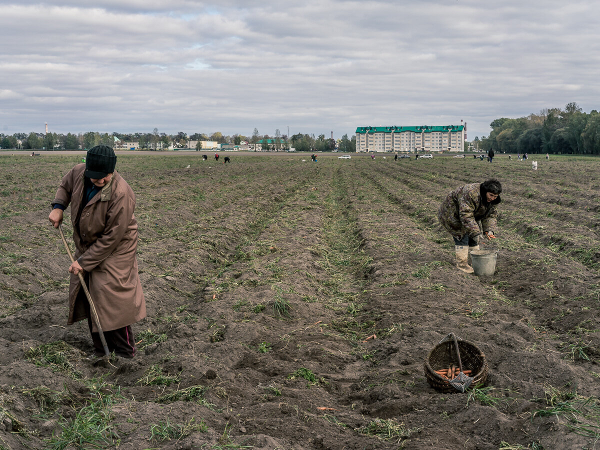  Collective farm workers harvest carrots on Sunday, October 11, 2015 in Babruysk, Belarus. The town has been proposed to house a new Russian air base, though whether that will happen is questionable. 