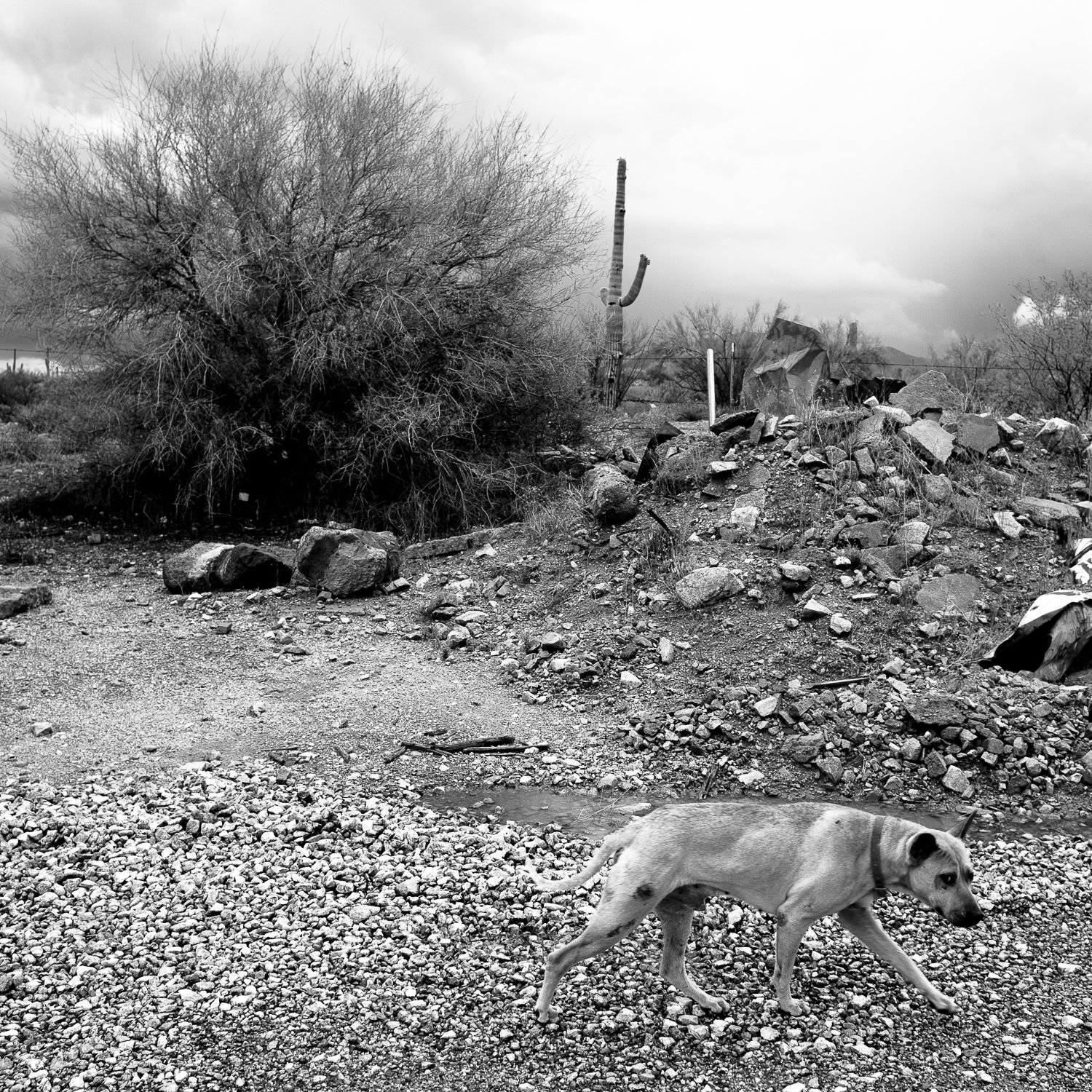  A stray dog on the Tohono O'odham Native American reservation in Quijotoa, Arizona. 
