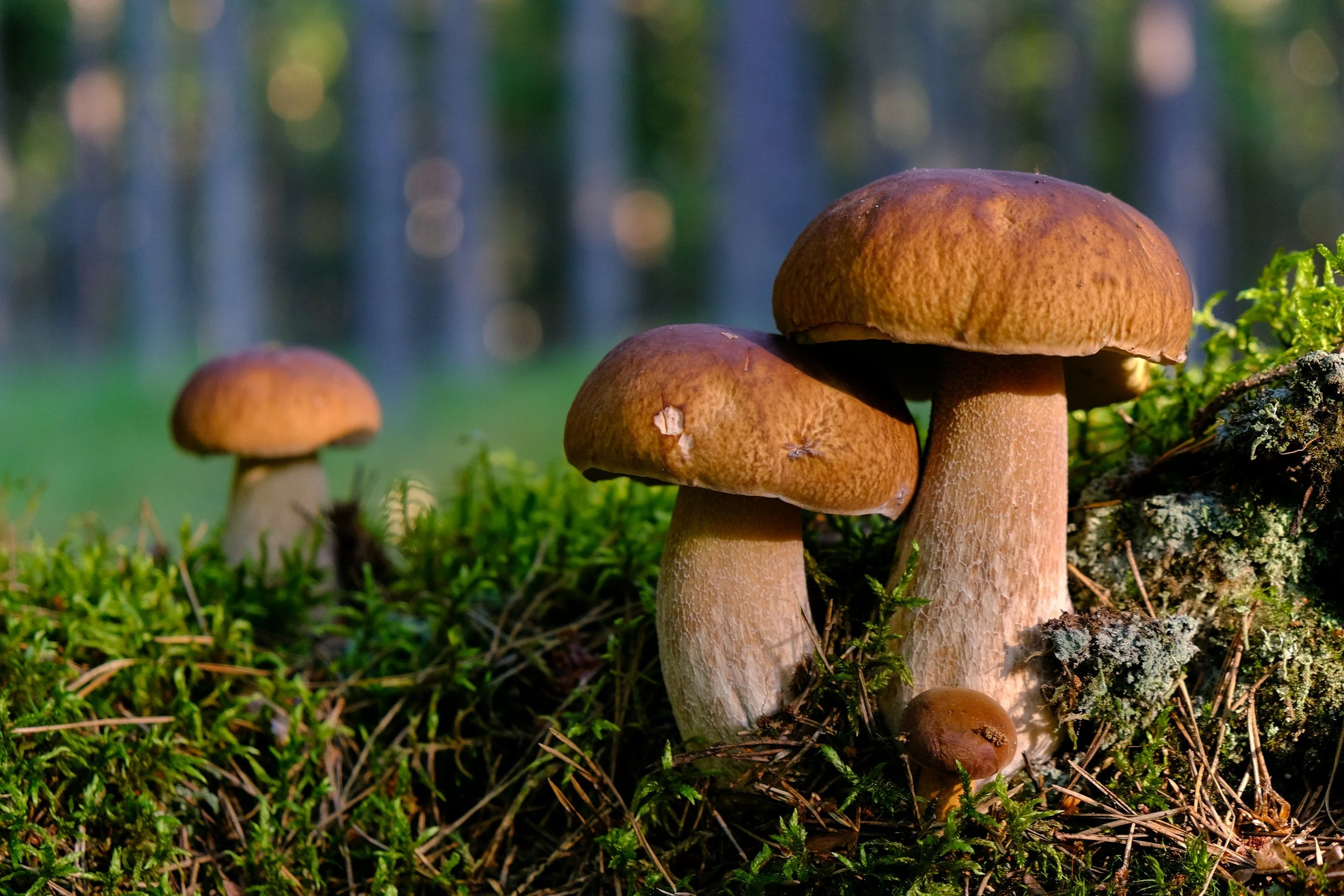 MOREL SUPPORT: Veterans Mushroom Foraging 🍄