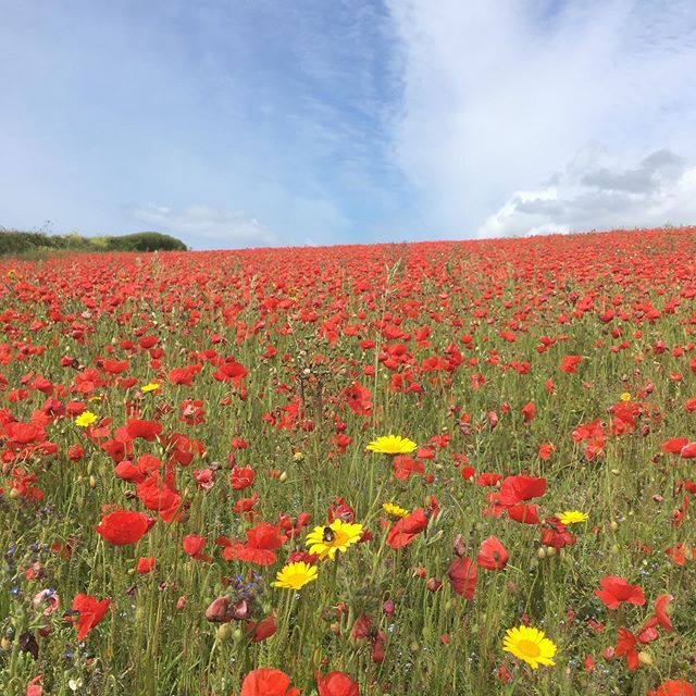 Cornwall at its best ❤️ #rockpoolholidays #poppylove #poppy #poppyfields #cornwall