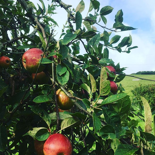 Thank you @healeyscyderfarm for letting us press our Bunny Cottage apples in to delicious juice. Such a great experience for kids to get involved in. Healeys is a great family day out, free entrance and the scones are delicious! 🍏🍎🍏🍎#harvest #app