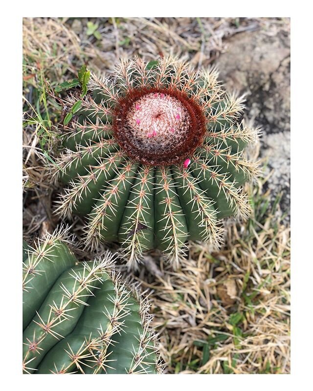 Cactus flowers 💕