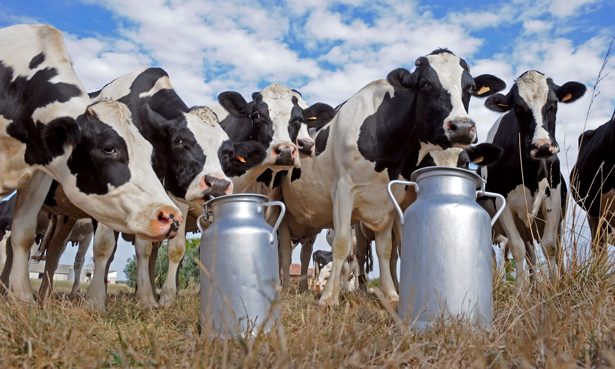 dairy-farmer.jpeg