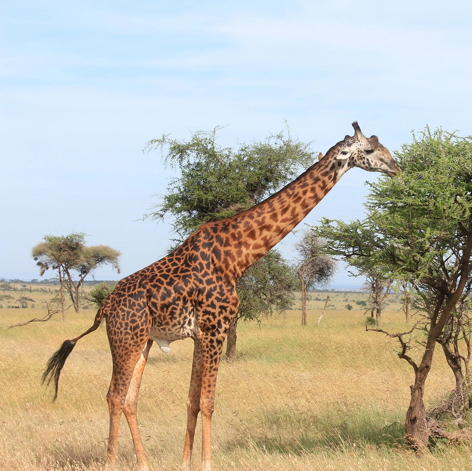 giraffe-1500px.jpg