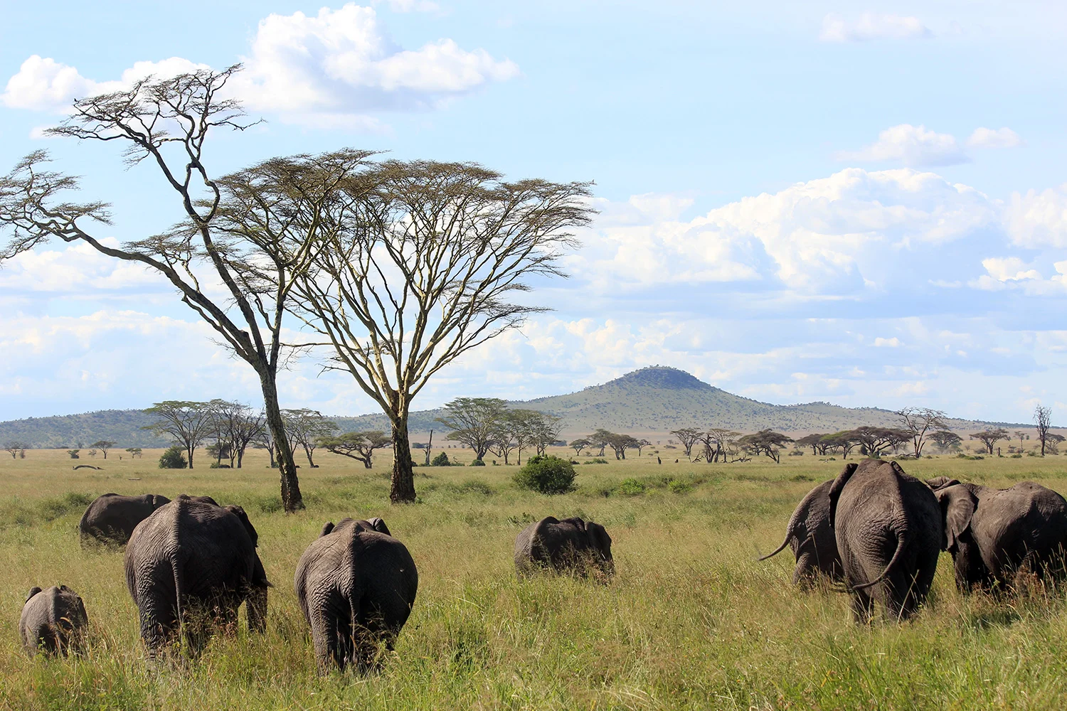 safari_heardofelephant_1500.jpg