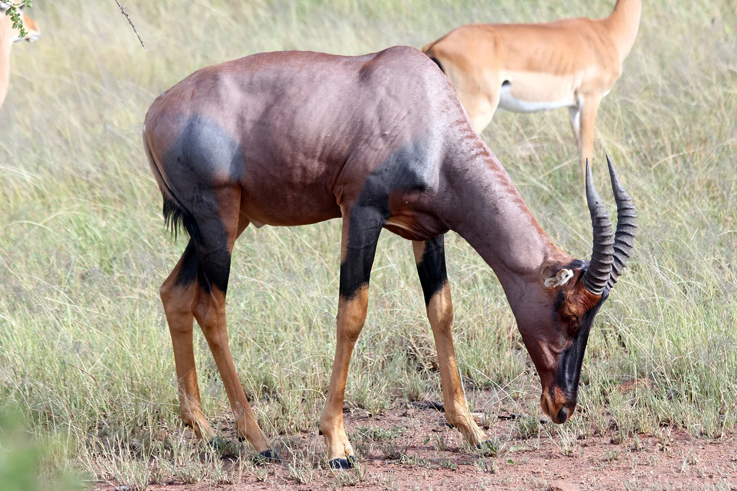 safari_beast_1500.jpg