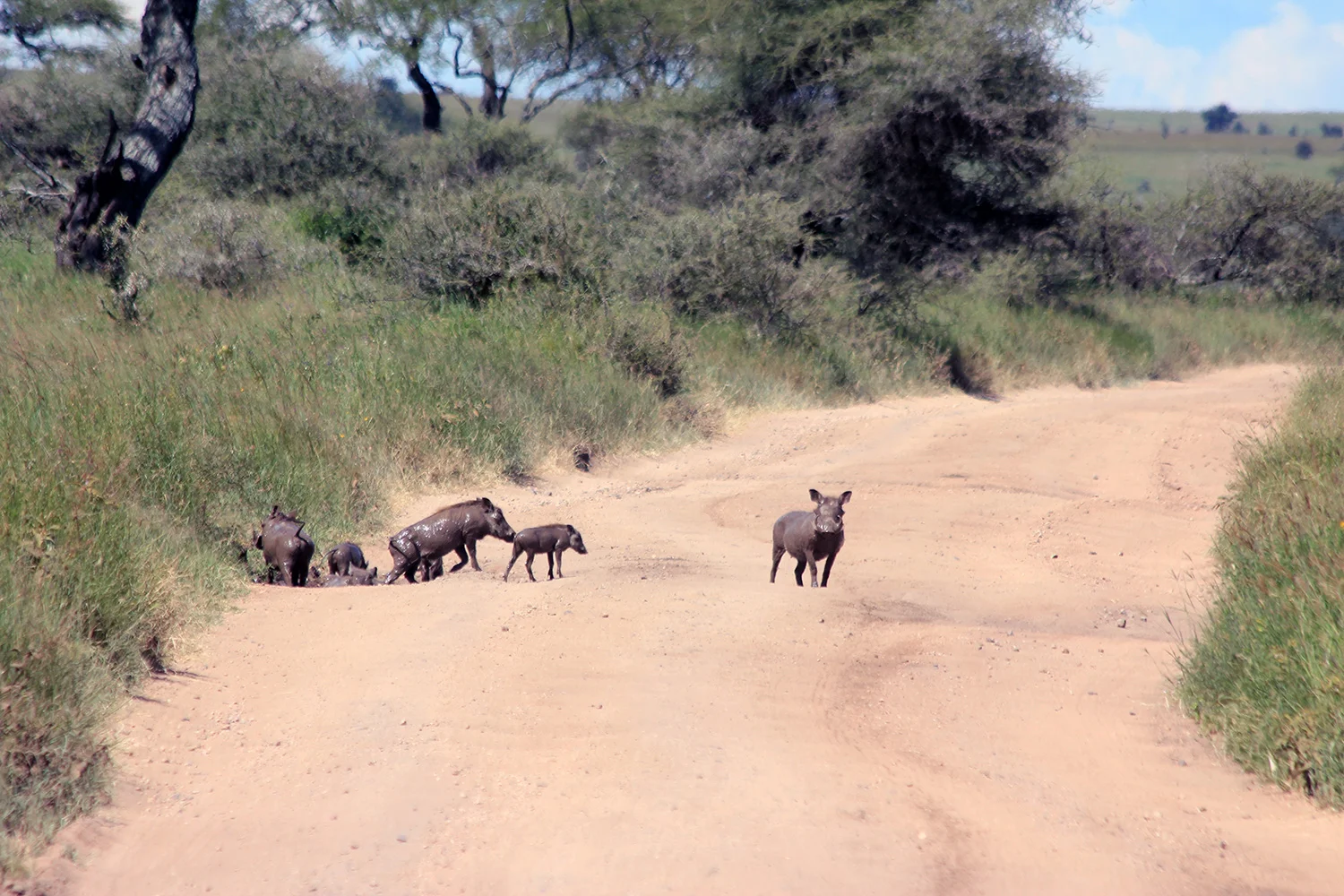 safari_warthogs_1500.jpg
