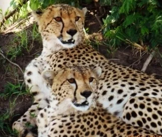 Leopards.jpg