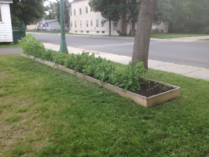 Veggies growing in the Mesabi UU gardens on July 12, 2016.